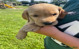 Labrador Retriever dogs for sale: Sarah - Image 4