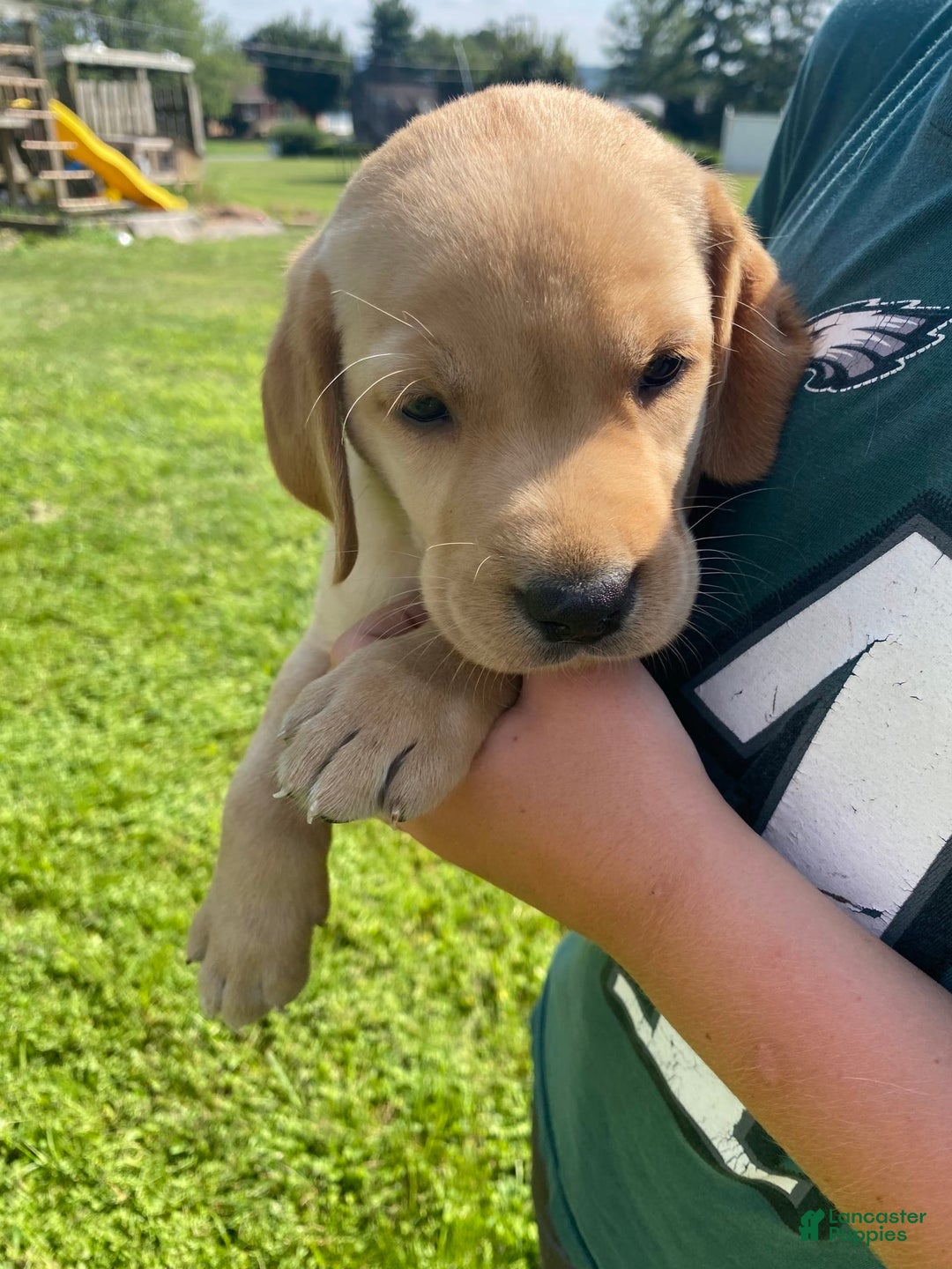 Labrador Retriever dogs for sale: Sarah - Image 4