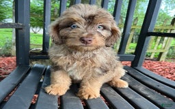Mini Aussiedoodle dogs for sale: Ringo - Image 17