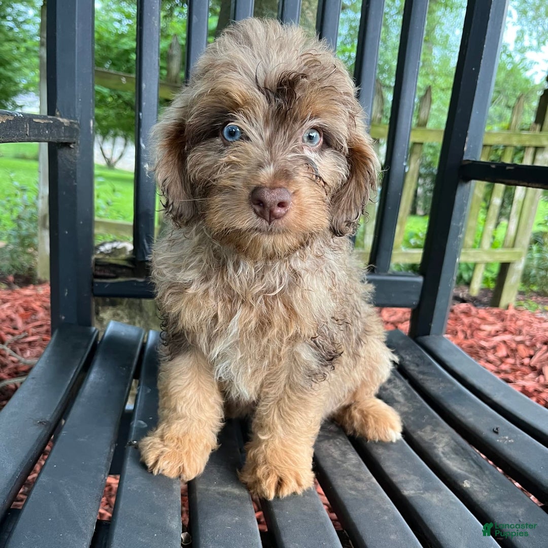 Mini Aussiedoodle dogs for sale: Ringo - Image 17