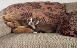 Boston Terrier dogs for sale: Howey - Image 3