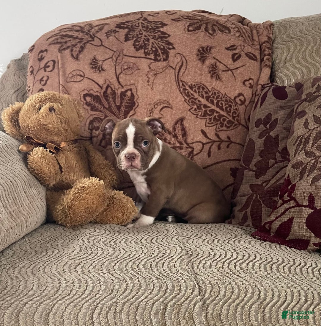 Boston Terrier dogs for sale: Howey - Image 3