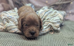 Cavapoo dogs for sale: Hermes - Image 13