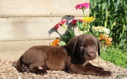 Labrador Retriever dogs for sale: Brandon - Image 2