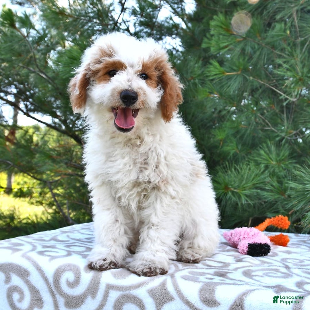 Mini Goldendoodle dogs for sale: Buster - Image 14