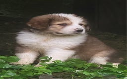 Bernese Mountain Dog dogs for sale: Great Bernese 3 - Image 1