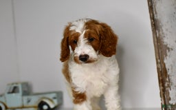 Mini Goldendoodle dogs for sale: Hunter - Image 5