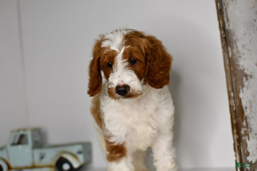 Mini Goldendoodle dogs for sale: Hunter - Image 5
