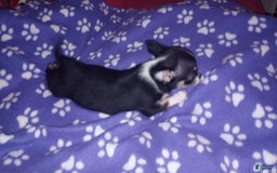 Chihuahua dogs for sale: Joey - Image 1
