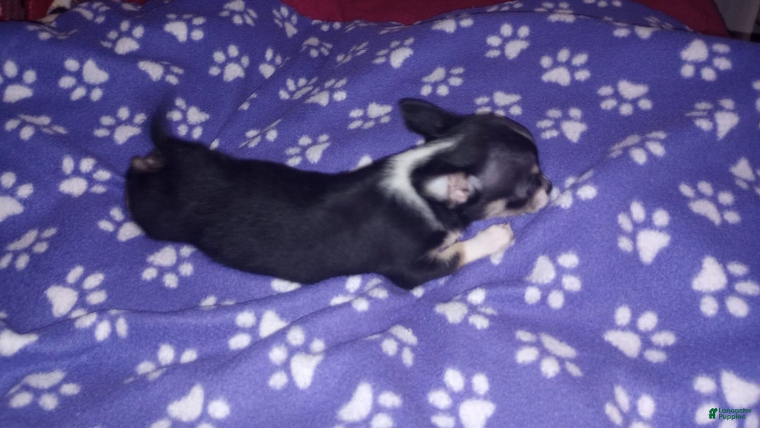 Chihuahua dogs for sale: Joey - Image 1