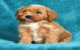 Cavapoo dogs for sale: Mighty - Image 3
