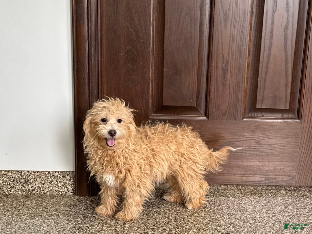 Coton De Tulear dogs for sale: Corrie - Image 5