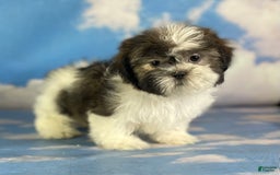 Shih Tzu dogs for sale: Cupcake - Image 3