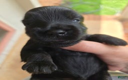 Miniature Schnauzer dogs for sale: Pup 1 - Image 3