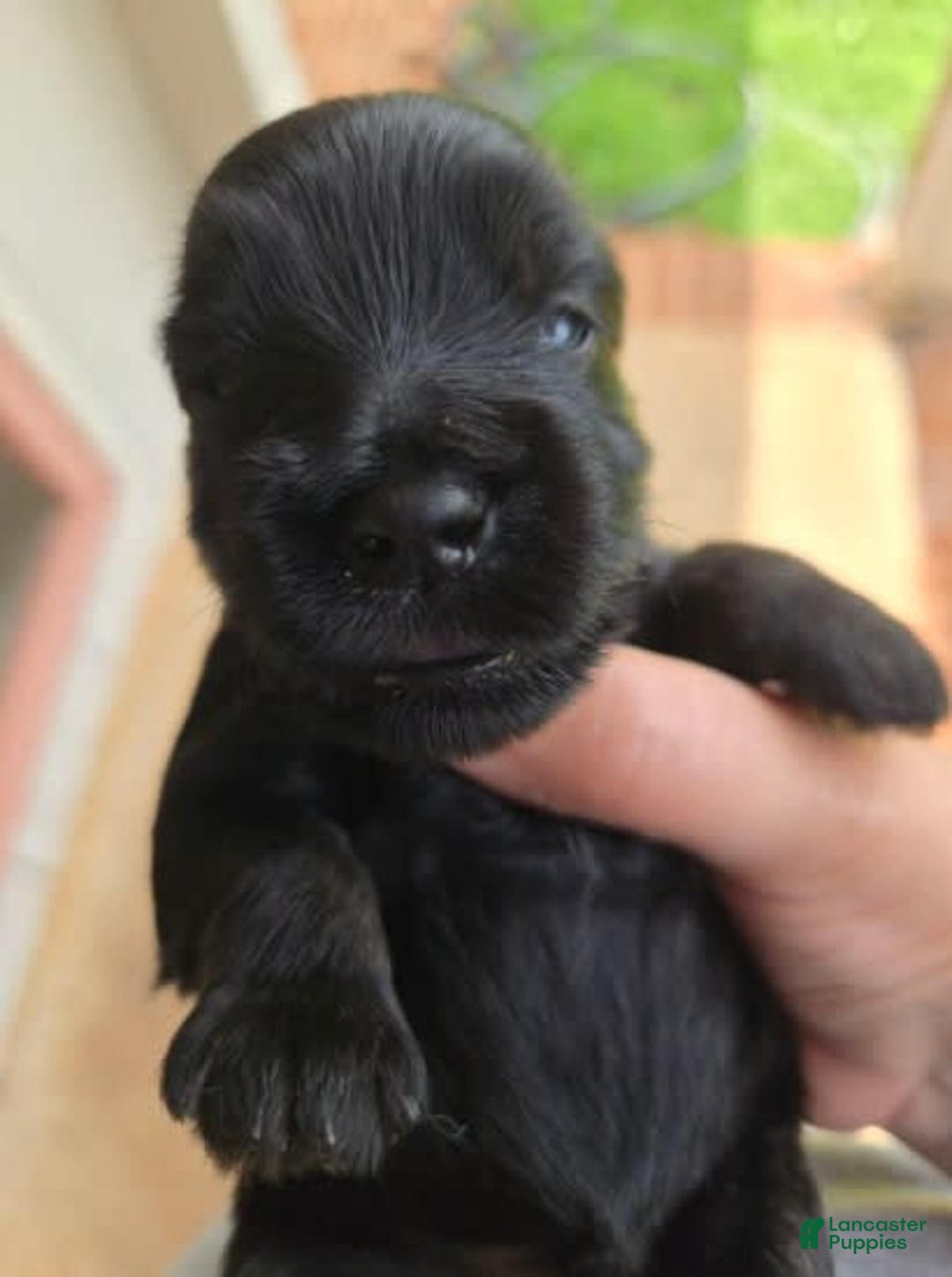 Miniature Schnauzer dogs for sale: Pup 1 - Image 3