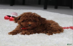 Toy Poodle dogs for sale: Eleanor - Image 28