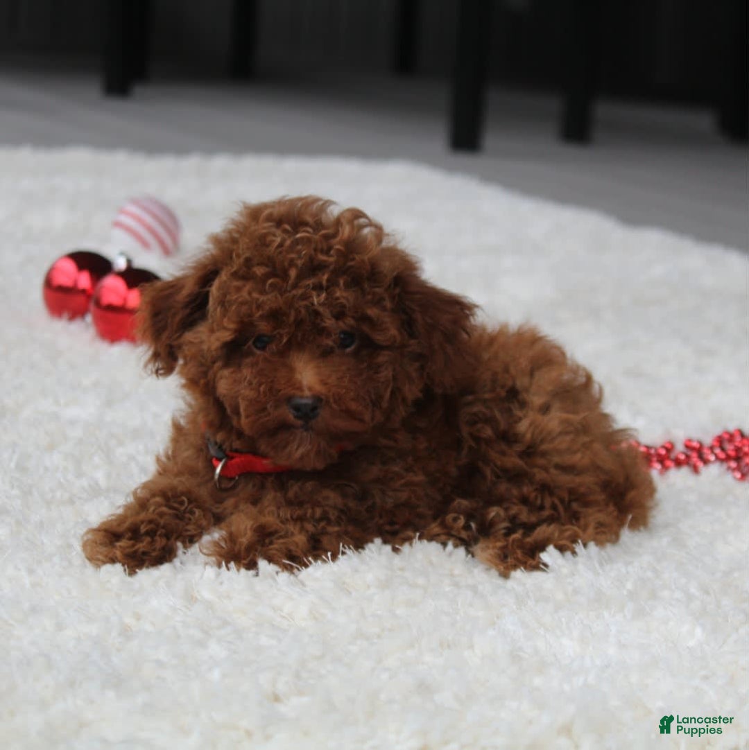 Toy Poodle dogs for sale: Eleanor - Image 28