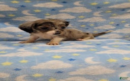 Miniature Dachshund dogs for sale: Sky - Image 3