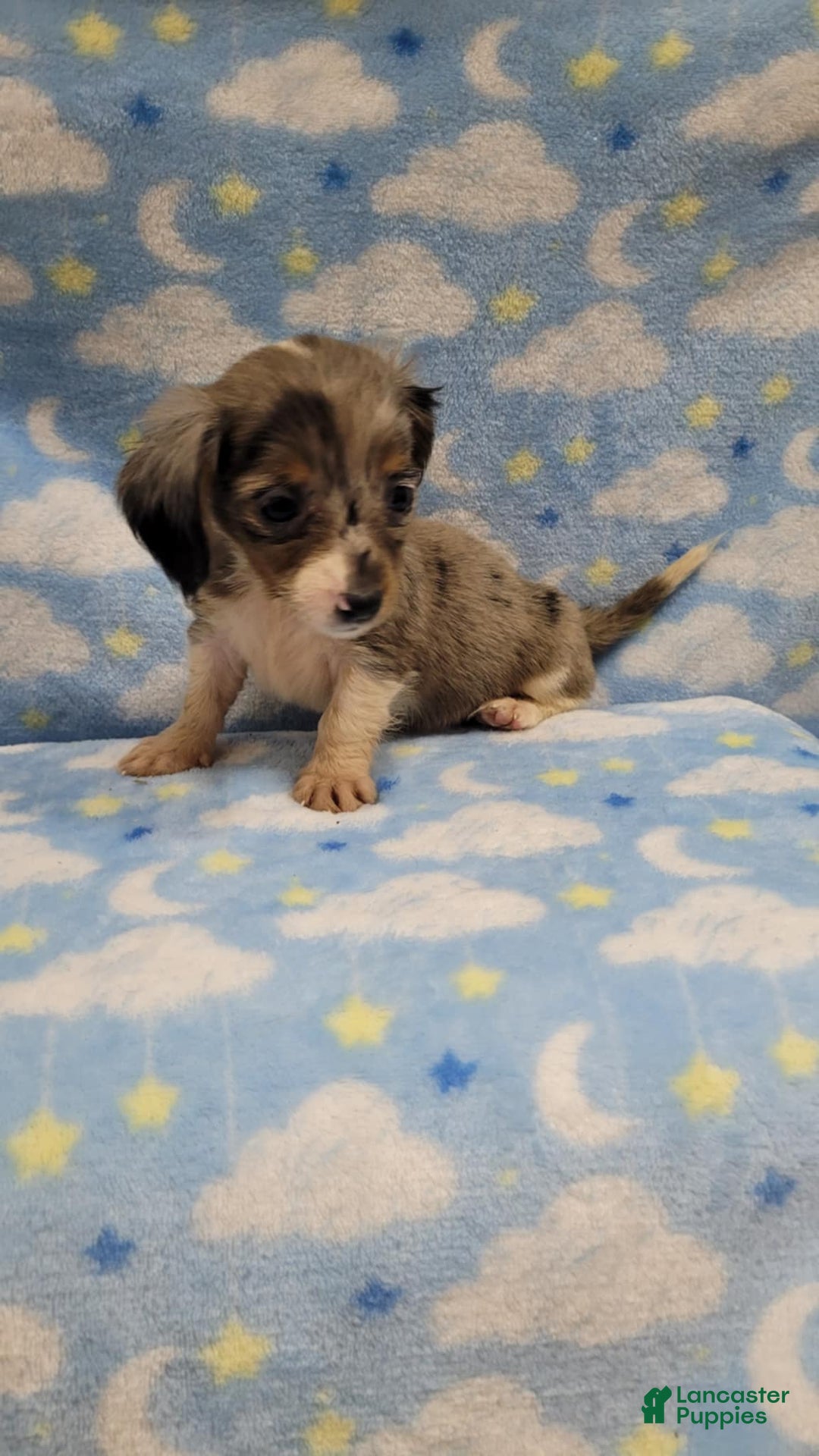 Miniature Dachshund dogs for sale: Sky - Image 3