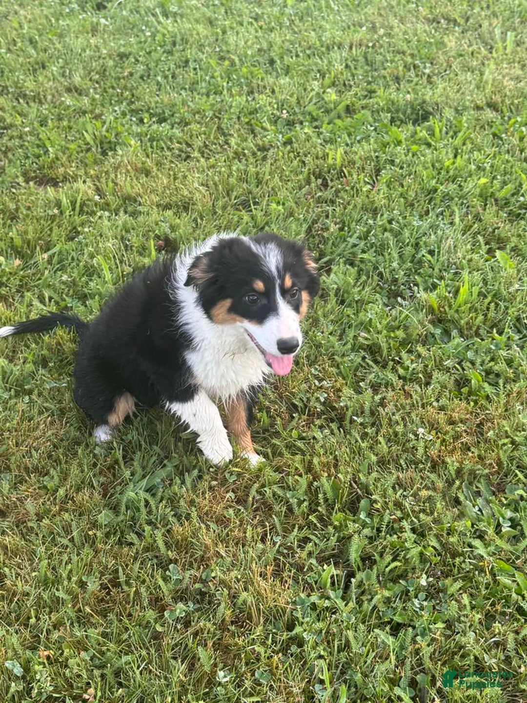 Australian Shepherd dogs for sale: Ahsoko - Image 21