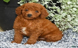 Miniature Poodle dogs for sale: Roscoe - Image 8