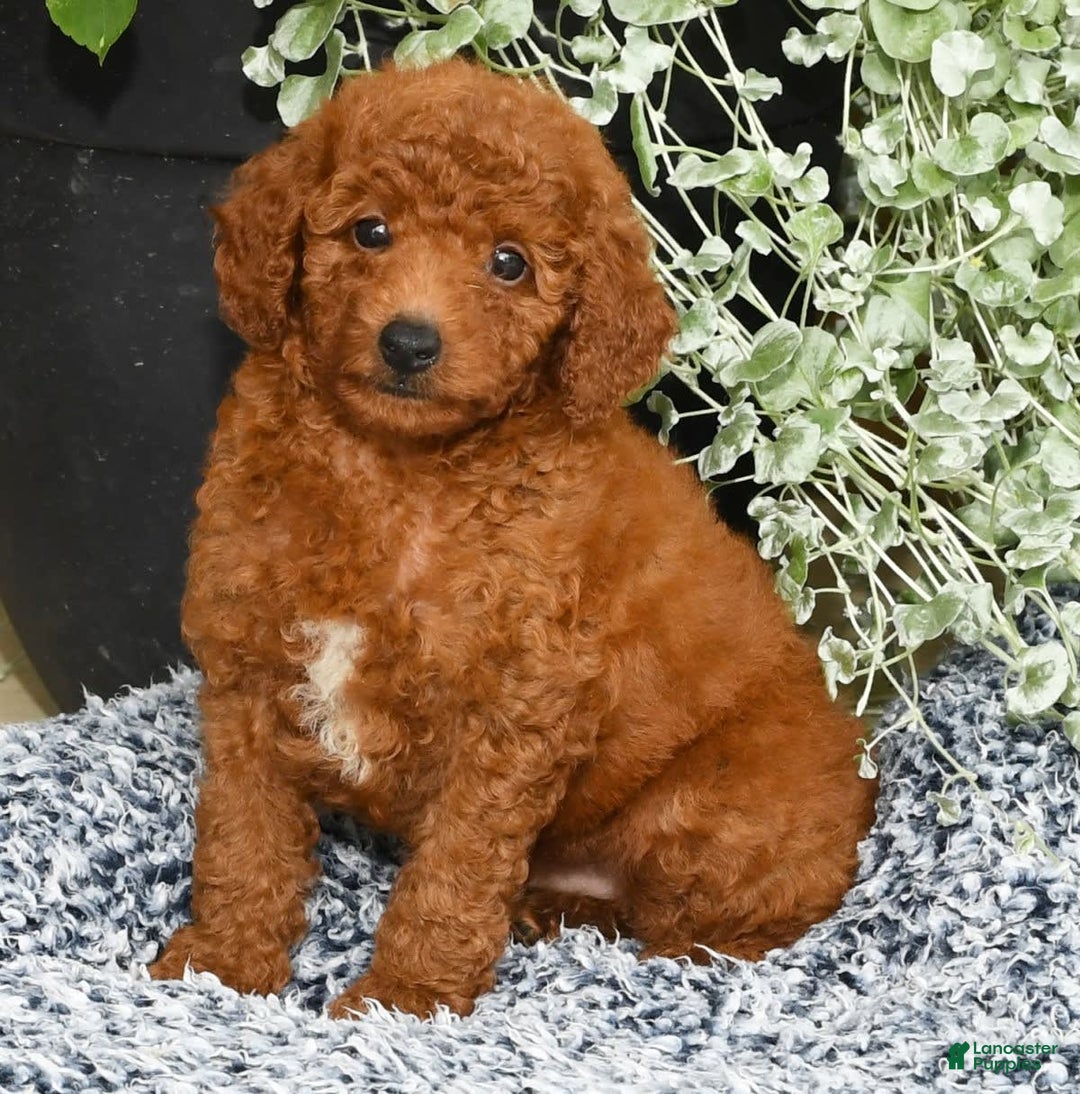 Miniature Poodle dogs for sale: Roscoe - Image 8