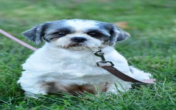 Shih Tzu dogs for sale: Jasper - Image 9