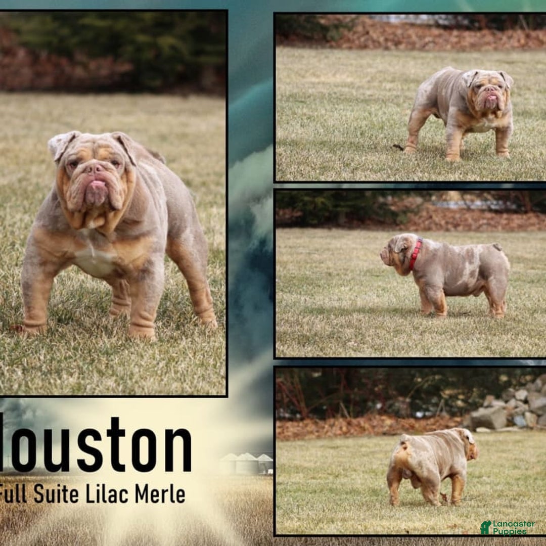 English Bulldog dogs for sale: Camille - Image 16