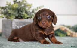 Miniature Dachshund dogs for sale: Pumpkin - Image 3