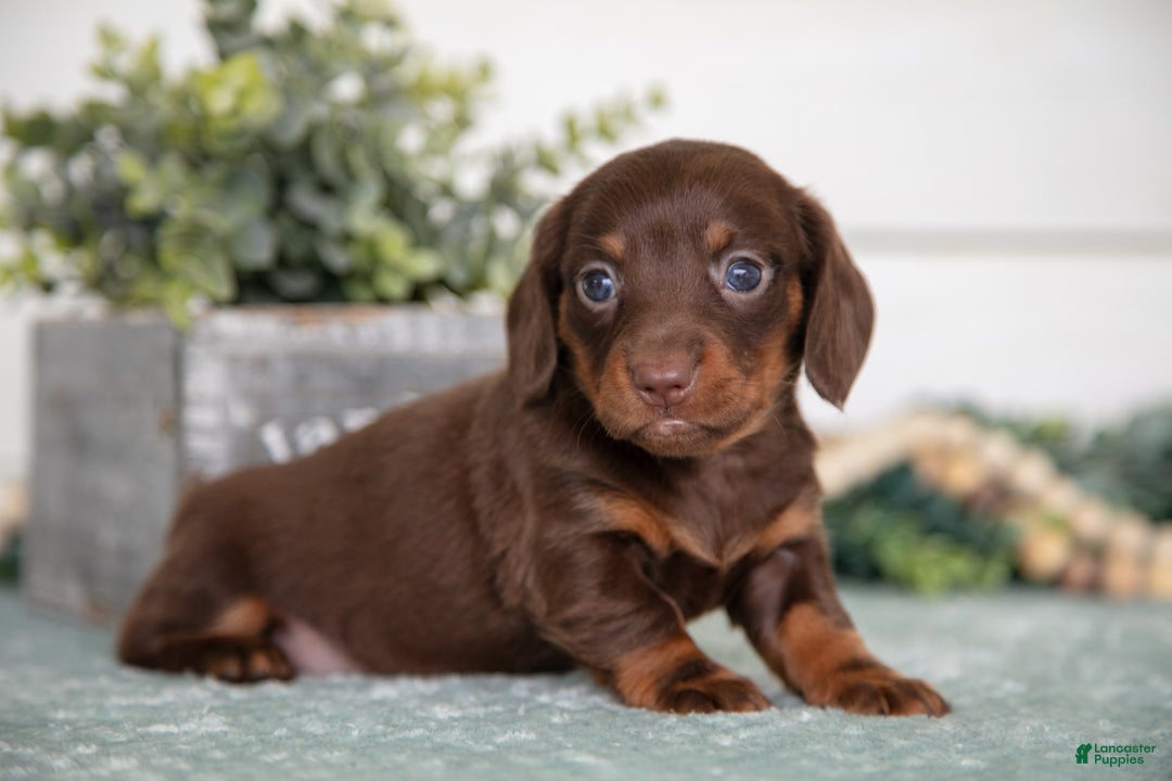 Miniature Dachshund dogs for sale: Pumpkin - Image 3