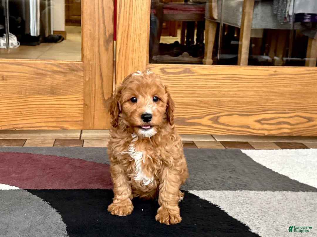 Cavapoo dogs for sale: Perry F1b - Image 1