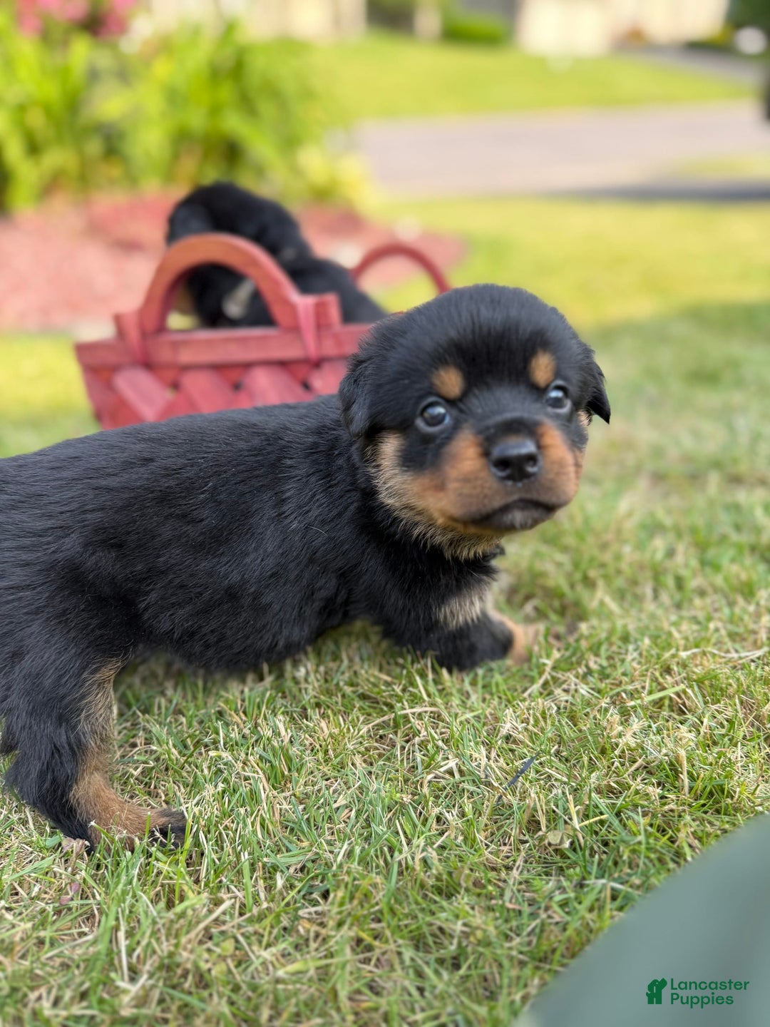 Rottweiler dogs for sale: Bambi - Image 2
