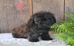 Havapoo dogs for sale: Lark - Image 7