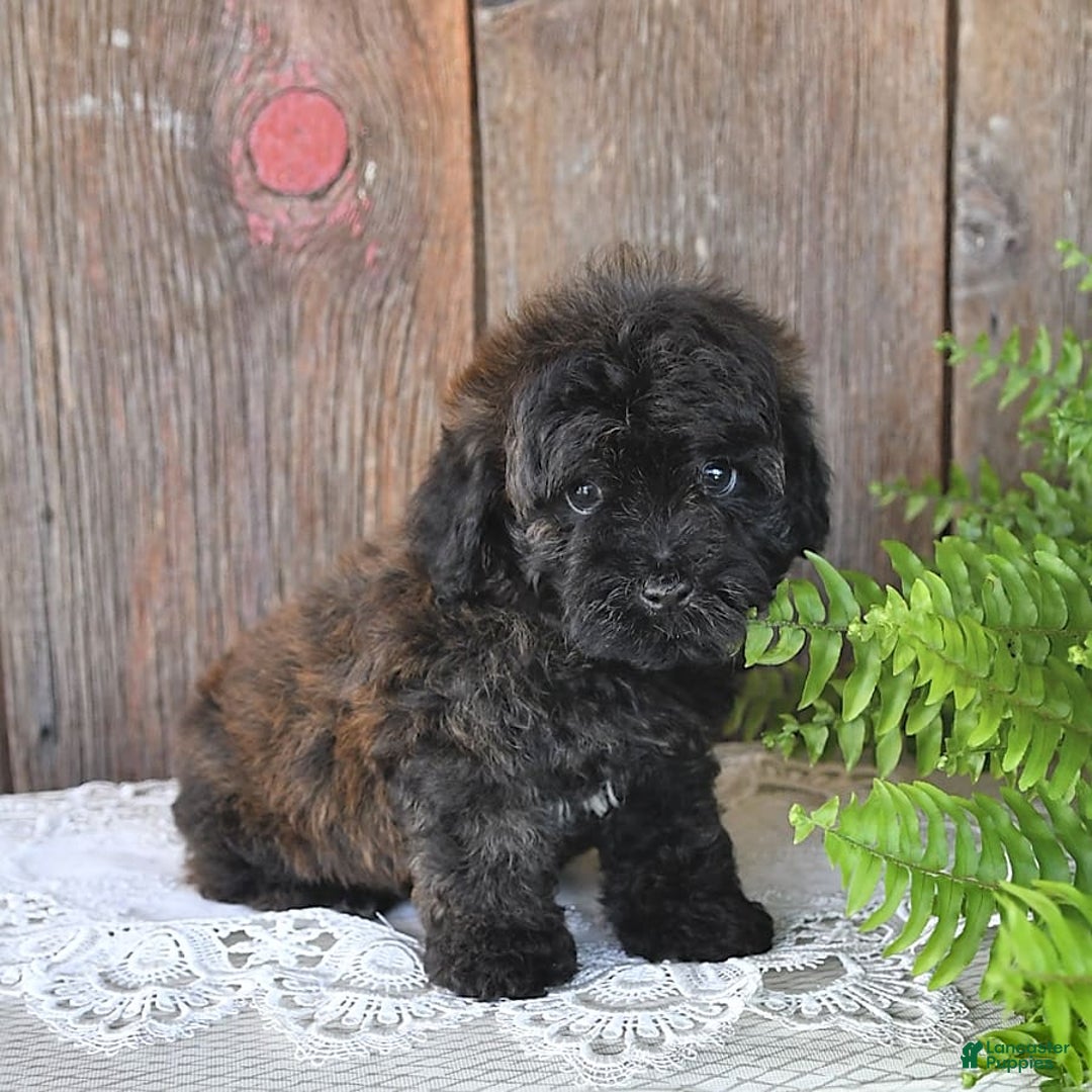 Havapoo dogs for sale: Lark - Image 7