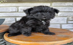 Pomapoo dogs for sale: Maddy - Image 9