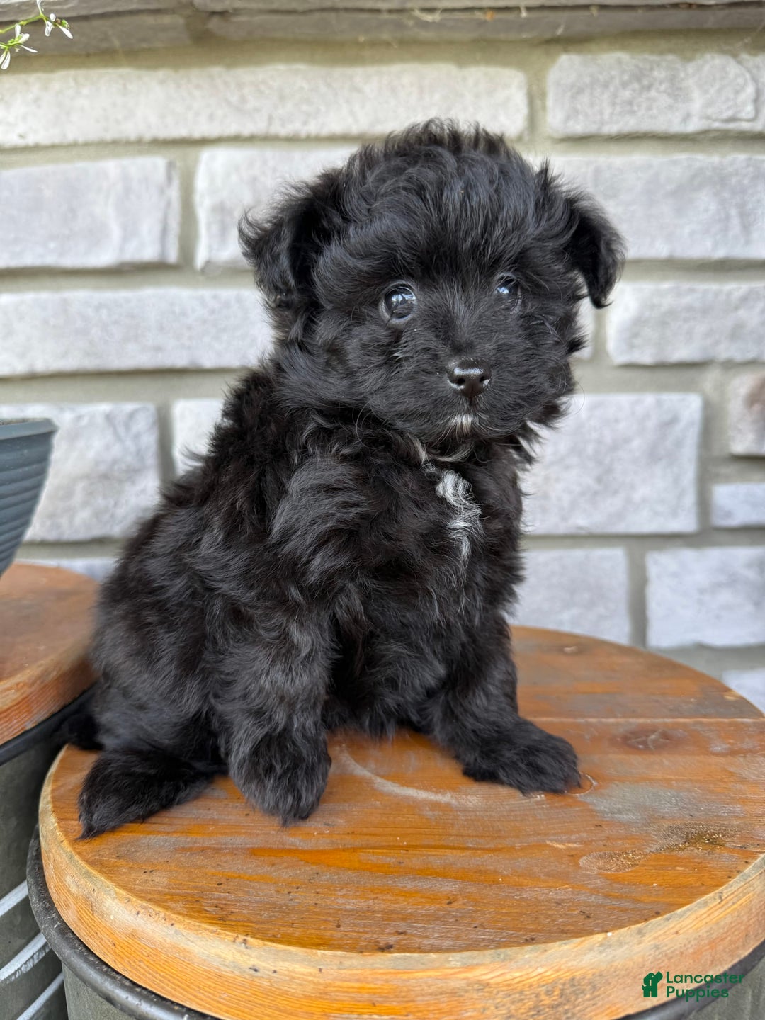 Pomapoo dogs for sale: Maddy - Image 9