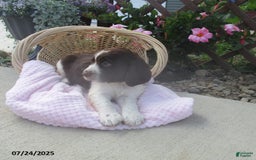 English Springer Spaniel dogs for sale: Mabel - Image 1