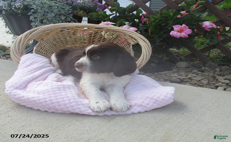 English Springer Spaniel dogs for sale - Ad 2