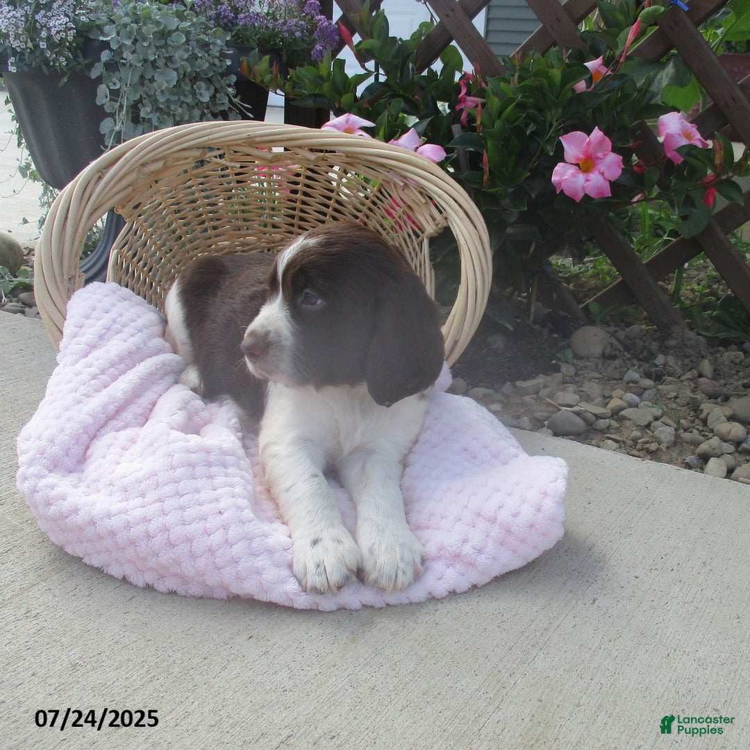 English Springer Spaniel dogs for sale: Mabel - Image 1