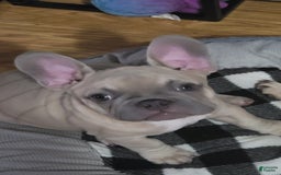 French Bulldog dogs for sale: Silver - Image 6