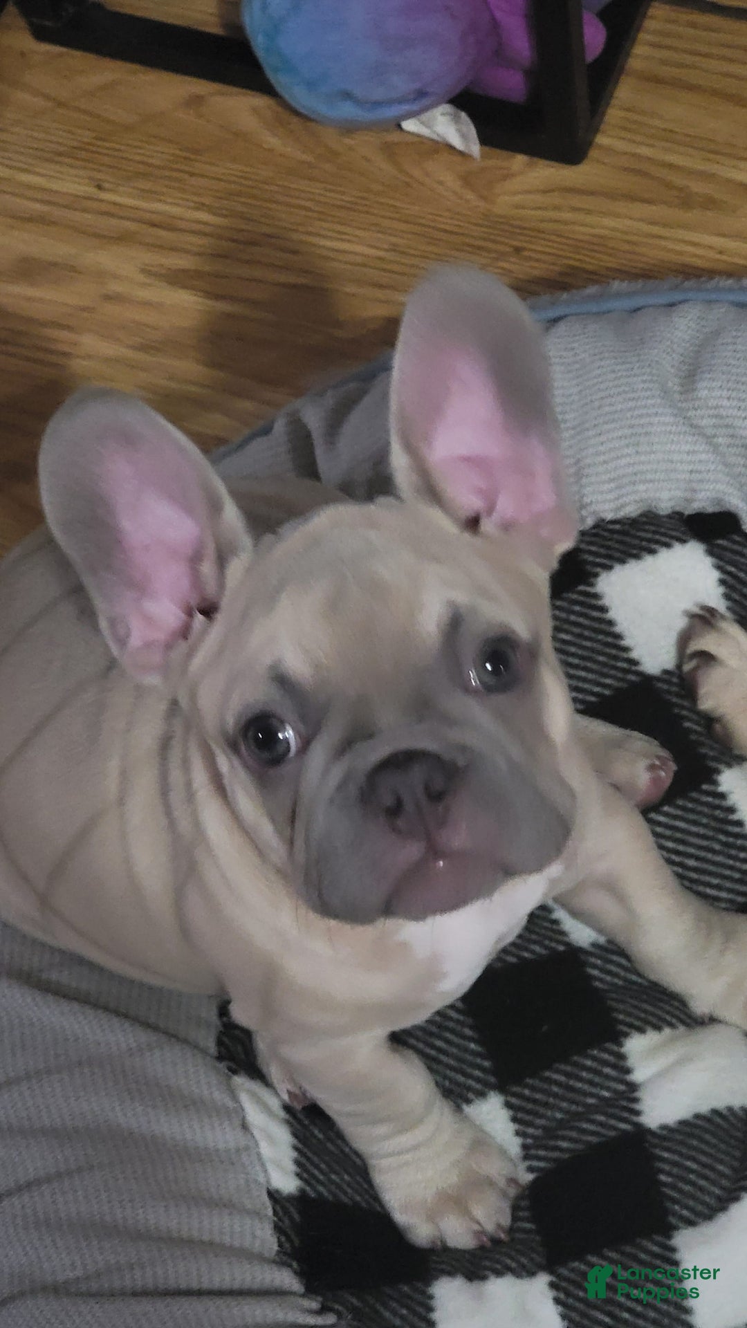 French Bulldog dogs for sale: Silver - Image 6