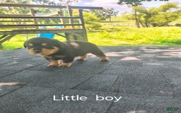 Rottweiler dogs for sale: Shorty - Image 1