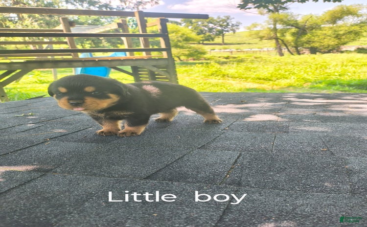 Rottweiler dogs for sale - Ad 3