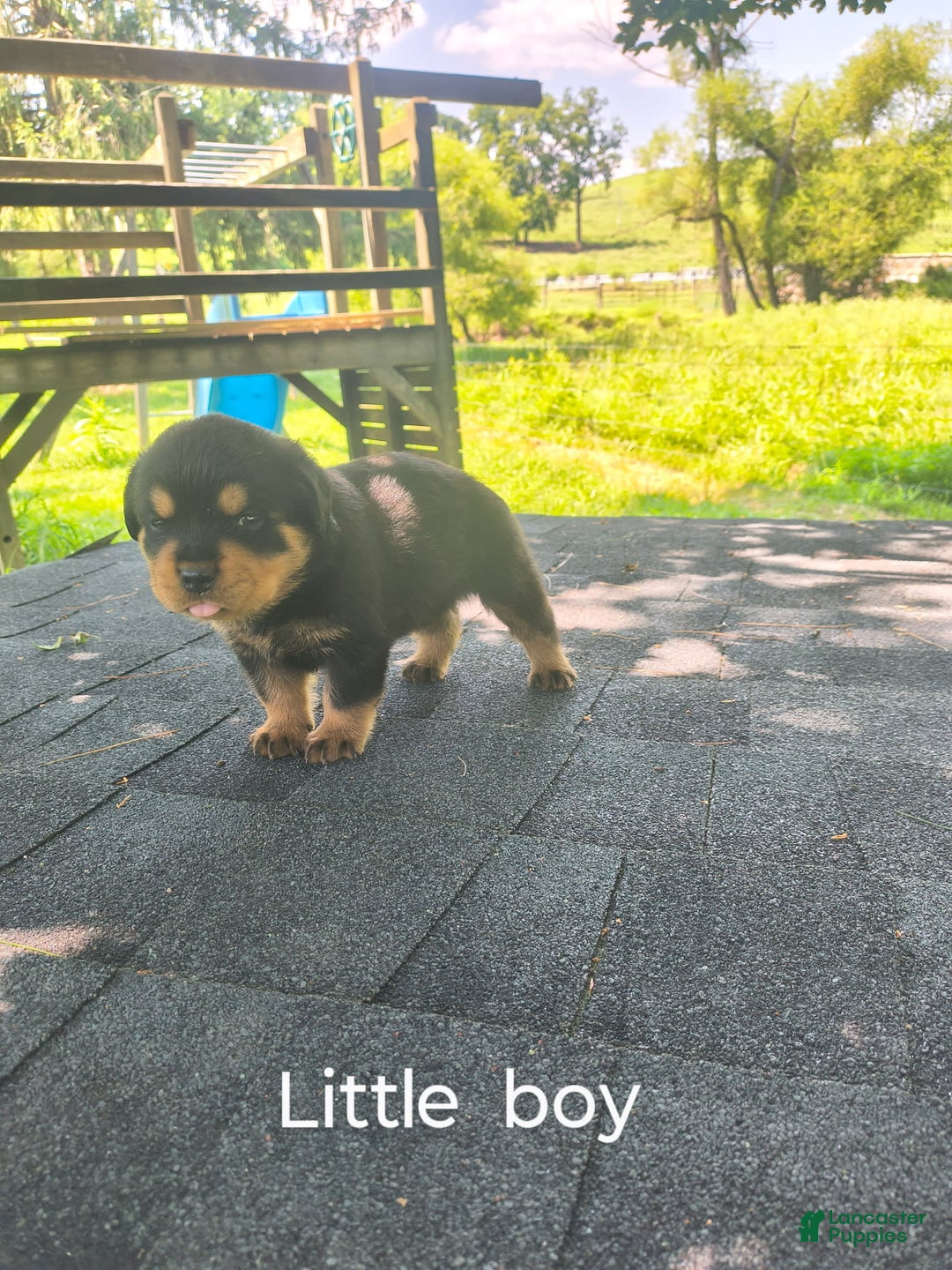 Rottweiler dogs for sale: Shorty - Image 1