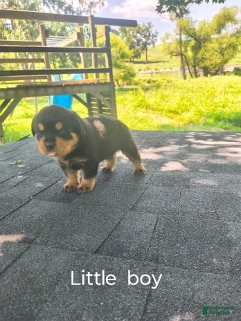 Rottweiler dogs for sale - Ad 3