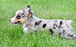 Australian Shepherd dogs for sale: Luna - Image 2
