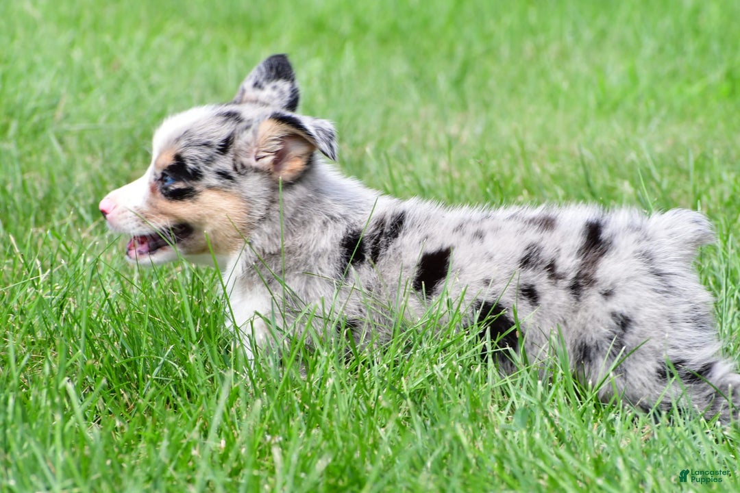 Australian Shepherd dogs for sale: Luna - Image 2