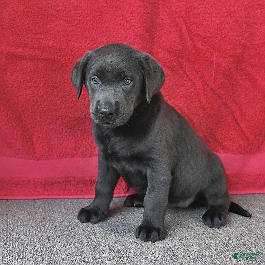 Labrador Retriever dogs for sale: Renee - Image 1