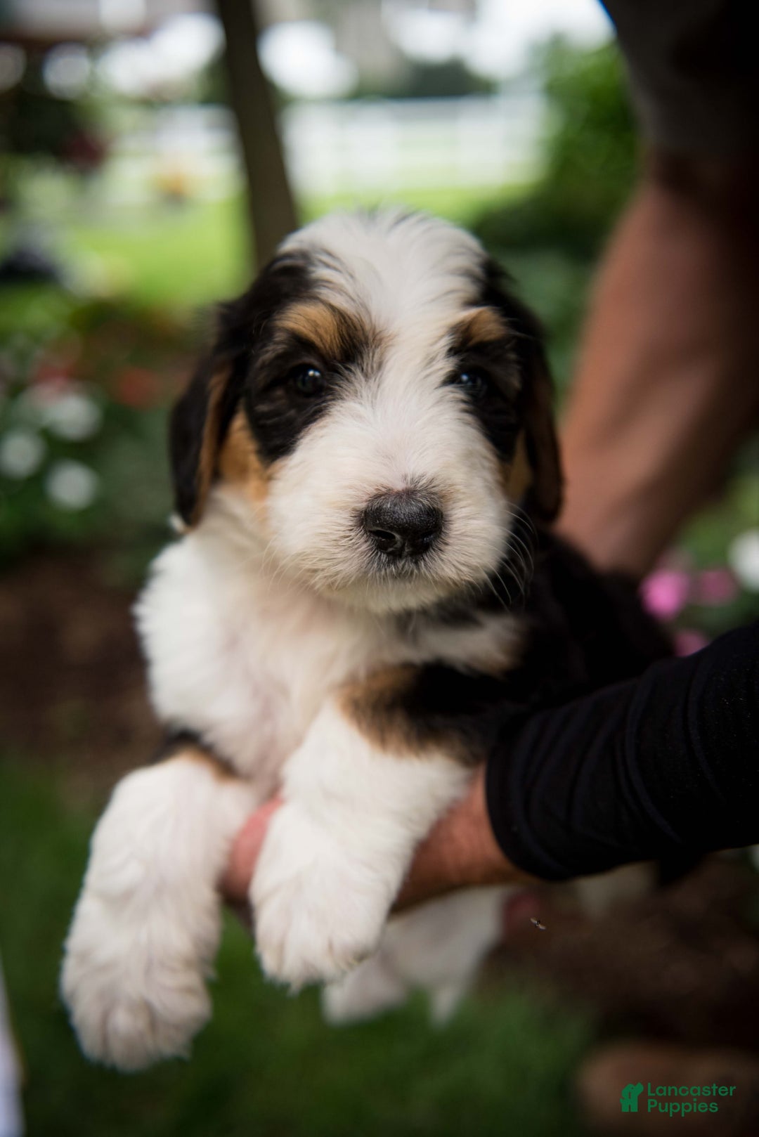 Bernedoodle dogs for sale: Bessie - Image 21