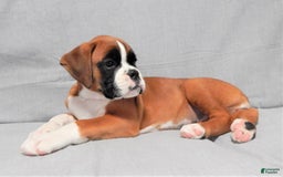 Boxer dogs for sale: Cindy - Image 6